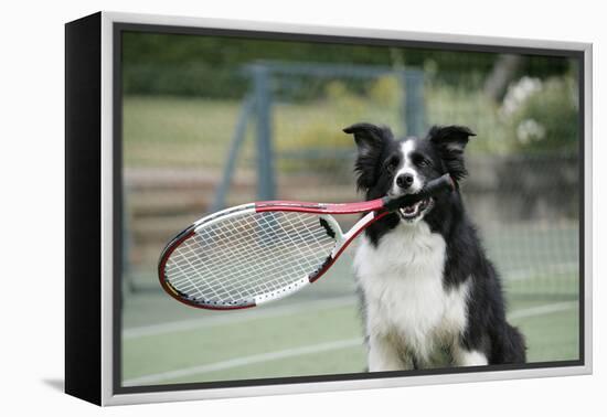 Border Collie Holding Tennis Racket-null-Framed Premier Image Canvas