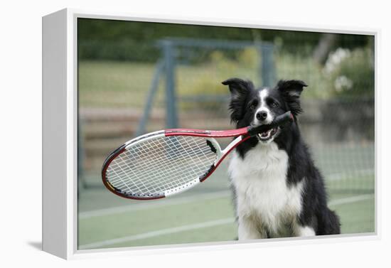 Border Collie Holding Tennis Racket-null-Framed Premier Image Canvas