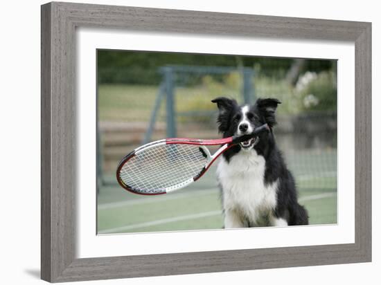 Border Collie Holding Tennis Racket-null-Framed Photographic Print