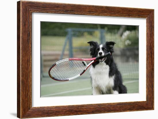 Border Collie Holding Tennis Racket-null-Framed Photographic Print