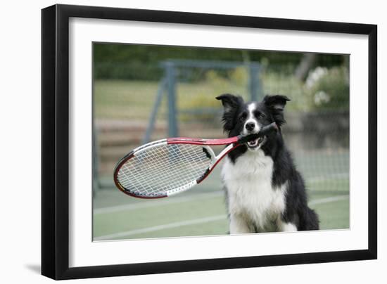 Border Collie Holding Tennis Racket-null-Framed Photographic Print