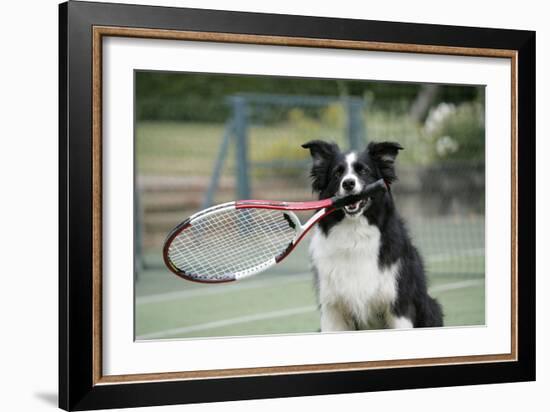 Border Collie Holding Tennis Racket-null-Framed Photographic Print