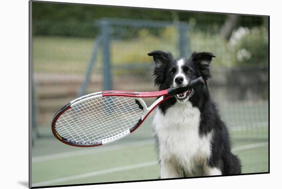 Border Collie Holding Tennis Racket-null-Mounted Photographic Print