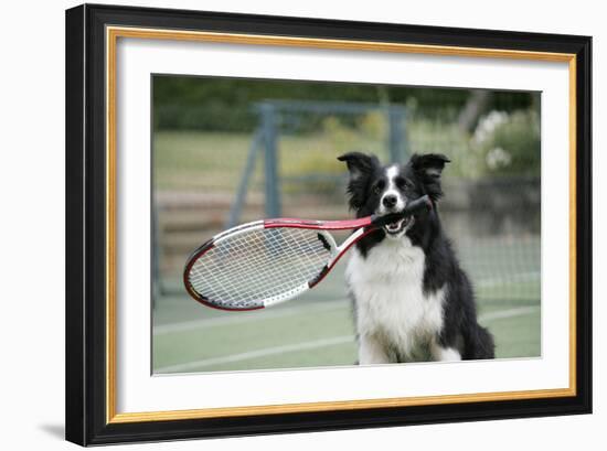 Border Collie Holding Tennis Racket-null-Framed Photographic Print