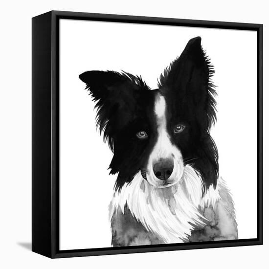 Border Collie I-Grace Popp-Framed Stretched Canvas