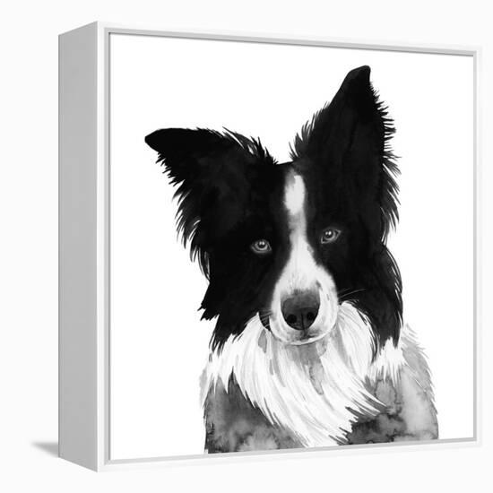 Border Collie I-Grace Popp-Framed Stretched Canvas