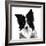 Border Collie I-Grace Popp-Framed Art Print