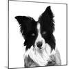 Border Collie I-Grace Popp-Mounted Art Print