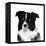 Border Collie II-Grace Popp-Framed Stretched Canvas