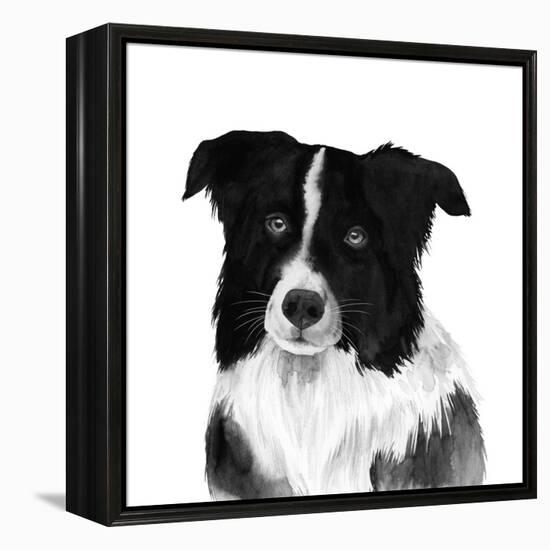 Border Collie II-Grace Popp-Framed Stretched Canvas