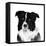 Border Collie II-Grace Popp-Framed Stretched Canvas