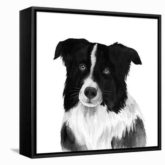 Border Collie II-Grace Popp-Framed Stretched Canvas