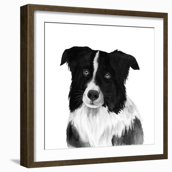 Border Collie II-Grace Popp-Framed Art Print