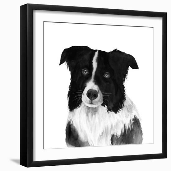 Border Collie II-Grace Popp-Framed Art Print