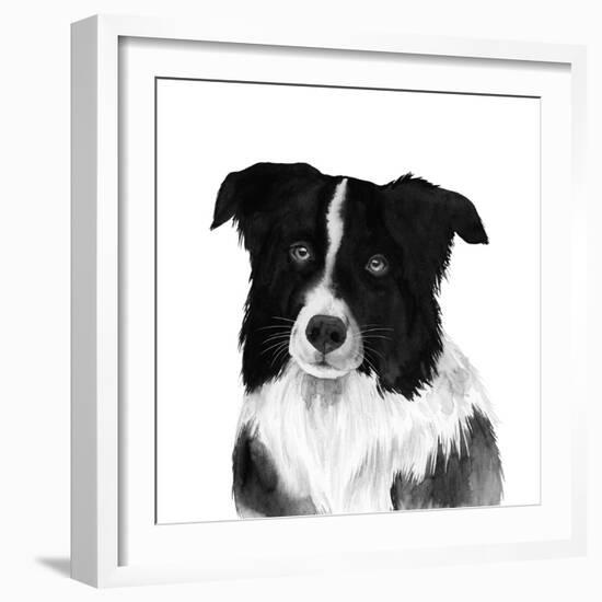 Border Collie II-Grace Popp-Framed Art Print