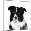 Border Collie II-Grace Popp-Mounted Art Print