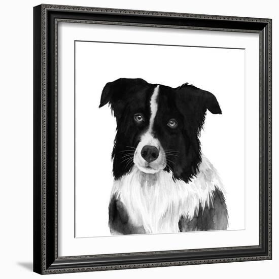 Border Collie II-Grace Popp-Framed Art Print