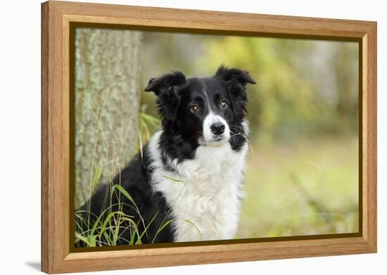 Border Collie in Front of Tree-null-Framed Premier Image Canvas