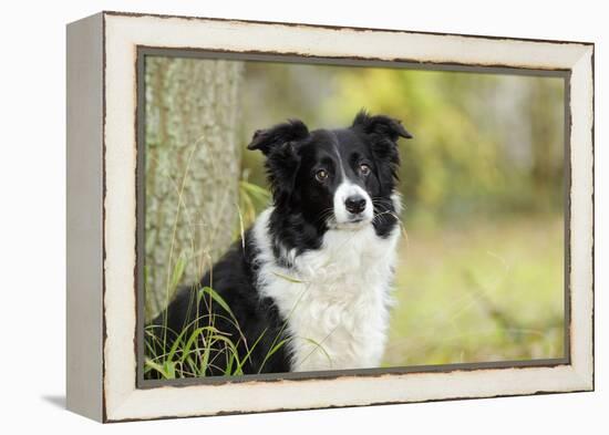 Border Collie in Front of Tree-null-Framed Premier Image Canvas