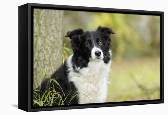 Border Collie in Front of Tree-null-Framed Premier Image Canvas