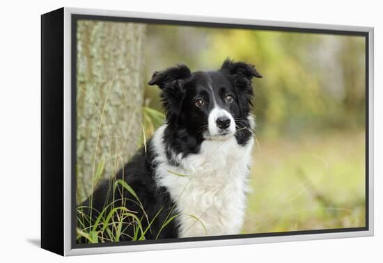 Border Collie in Front of Tree-null-Framed Premier Image Canvas