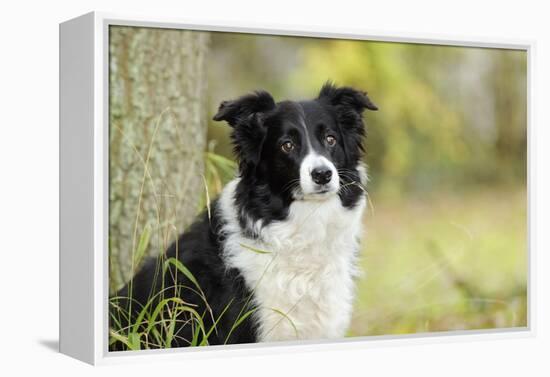 Border Collie in Front of Tree-null-Framed Premier Image Canvas