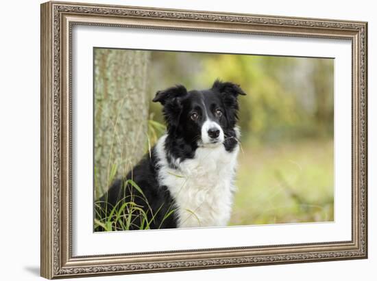 Border Collie in Front of Tree-null-Framed Photographic Print