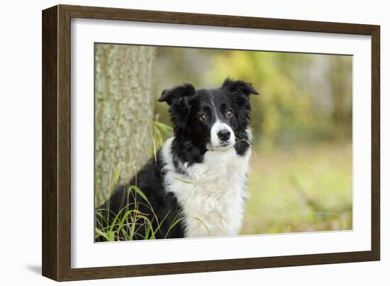 Border Collie in Front of Tree-null-Framed Photographic Print