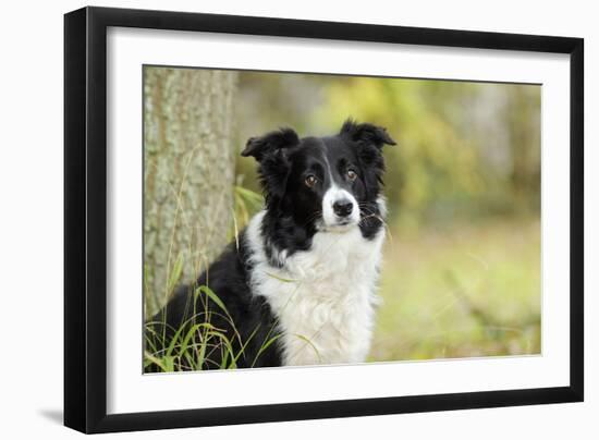 Border Collie in Front of Tree-null-Framed Photographic Print