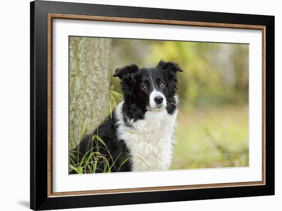 Border Collie in Front of Tree-null-Framed Photographic Print