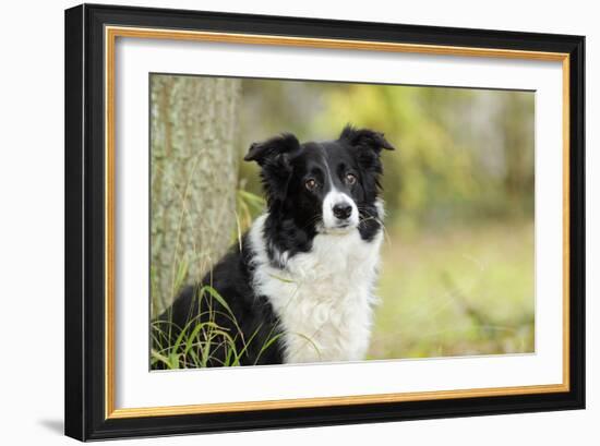 Border Collie in Front of Tree-null-Framed Photographic Print