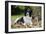 Border Collie in Leaves-null-Framed Photographic Print