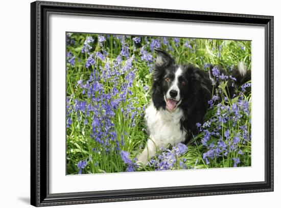 Border Collie Lying in Bluebells-null-Framed Photographic Print