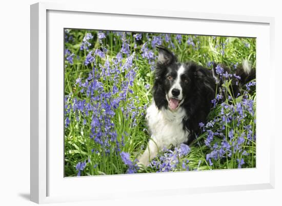 Border Collie Lying in Bluebells-null-Framed Photographic Print