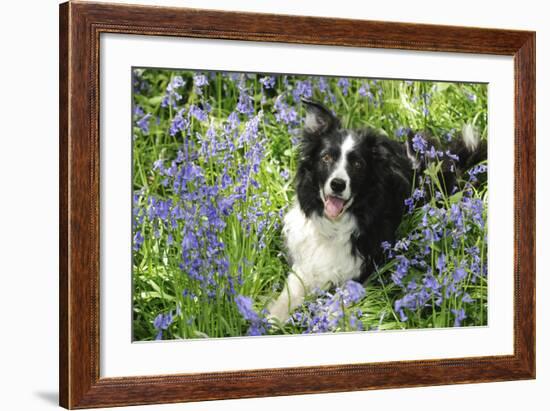 Border Collie Lying in Bluebells-null-Framed Photographic Print