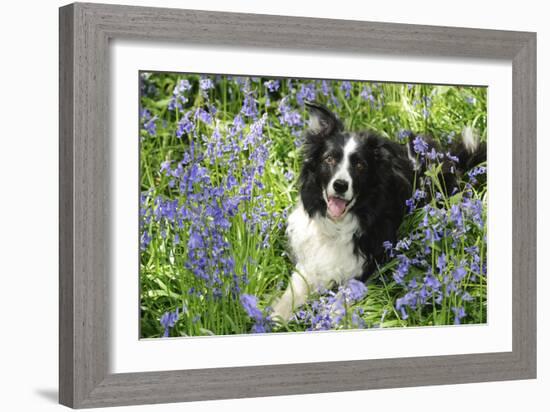 Border Collie Lying in Bluebells-null-Framed Photographic Print