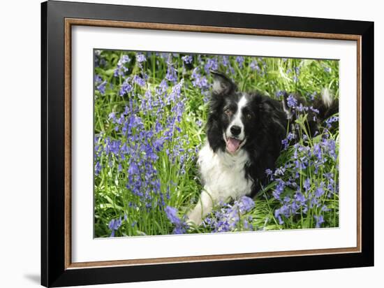 Border Collie Lying in Bluebells-null-Framed Photographic Print