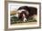 Border Collie Lying on its Bed-null-Framed Photographic Print