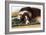 Border Collie Lying on its Bed-null-Framed Photographic Print