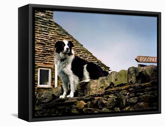 Border Collie on Moss Covered Stone Wall-Jody Miller-Framed Premier Image Canvas