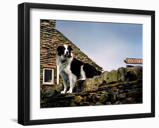 Border Collie on Moss Covered Stone Wall-Jody Miller-Framed Photographic Print