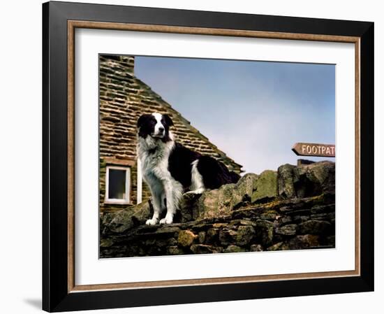 Border Collie on Moss Covered Stone Wall-Jody Miller-Framed Photographic Print