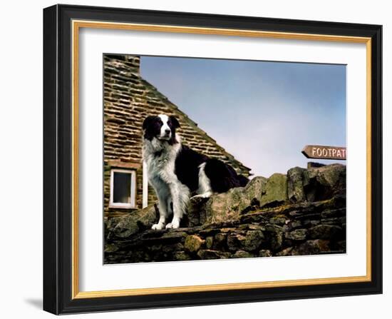 Border Collie on Moss Covered Stone Wall-Jody Miller-Framed Photographic Print