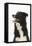 Border Collie Portrait-Mark Taylor-Framed Premier Image Canvas