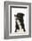 Border Collie Portrait-Mark Taylor-Framed Photographic Print