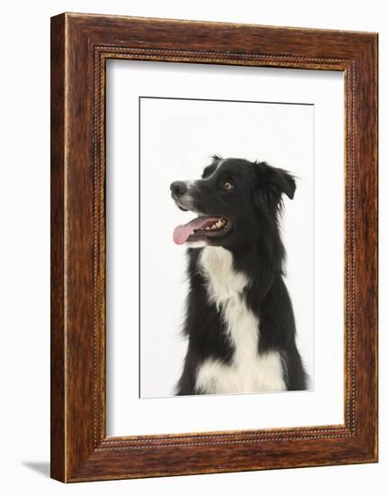 Border Collie Portrait-Mark Taylor-Framed Photographic Print