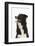 Border Collie Portrait-Mark Taylor-Framed Photographic Print