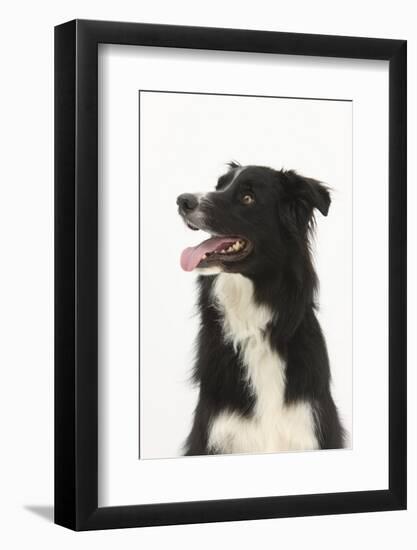 Border Collie Portrait-Mark Taylor-Framed Photographic Print