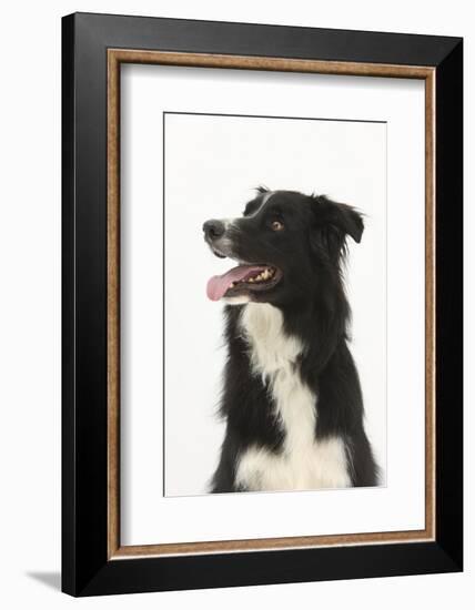 Border Collie Portrait-Mark Taylor-Framed Photographic Print