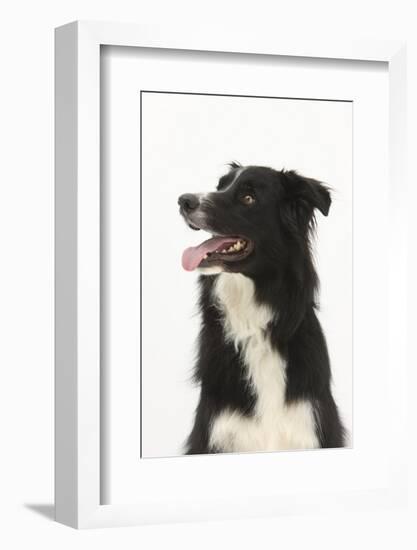 Border Collie Portrait-Mark Taylor-Framed Photographic Print